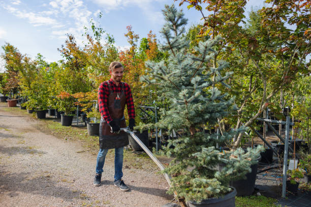 Organic Lawn Care Solutions in Spackenkill, NY