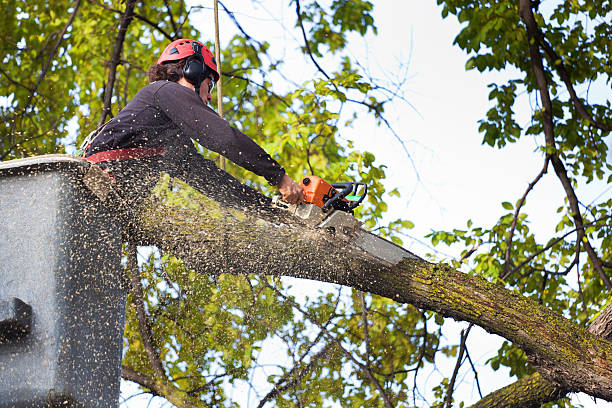 How Our Tree Care Process Works  in  Spackenkill, NY